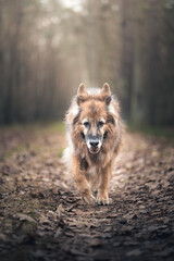 Stary pies idący powoli przez jesienny las © af-mar