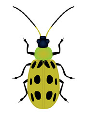 Spotted cucumber beetle (Diabrotica undecimpunctata) is a species of cucumber beetles, illustration, insect pest