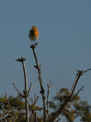 Rotkehlchen auf der Singwarte