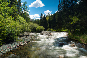 Beautiful trees of Western Mongolia