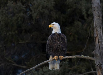Bald Eagles at Eleven Mile Canyon