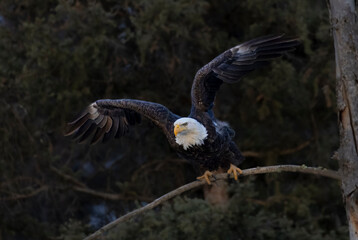 Bald Eagles at Eleven Mile Canyon