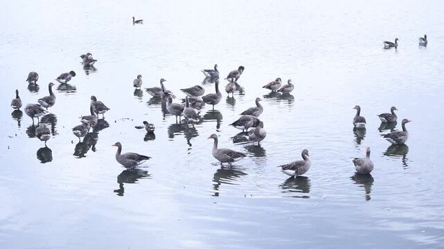 Large flock of gadwall (Mareca or Anas strepera) on the lake in summer. Biodiversity and ecosystem. Reproduction and life of wild birds grey ducks in Europe. 