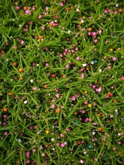 Vibrant sprinkles scattered across a lush green backdrop, colorful background,background,holiday