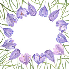 Watercolor hand drawn spring frame with lilac crocus flowers and green leaves.