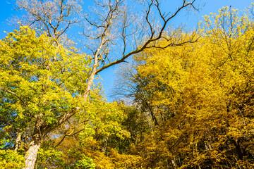 Colorful tree leaves in autumn fall landscape of Ojcow National Park, Poland