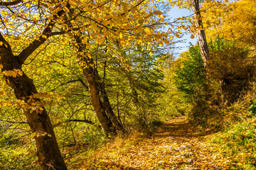 Obraz premium Forest path with colorful tree leaves in autumn fall landscape of Ojcow National Park, Poland