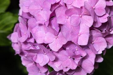 Stunning and Beautiful Pink Hydrangea Blooms are Flourishing in Full Blossom Right Now