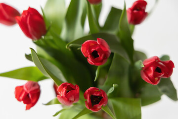 A Stunning Arrangement of Vibrant Red Tulips Nestled Among Fresh Green Leaves and Foliage
