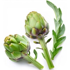 Fototapeta premium Two fresh artichokes with spiky leaves are lying on a white background, creating a simple yet elegant composition