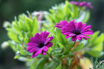 Stunning and Beautiful Purple Flowers Blooming Vibrantly in a Garden Setting Today