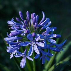 agapanthus flowers, in rich blues and purples, with contrasting green foliage, employing soft lighting and subtle shadows