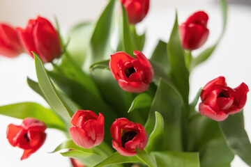 The Vibrant Red Tulips are arranged beautifully in a Modern Style for Aesthetic Appeal