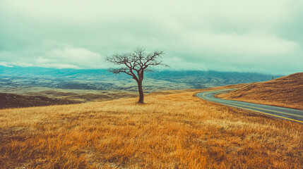 Obraz premium Solitary tree on a winding road in autumnal hills under cloudy sky
