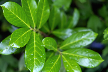 The Vibrant and Lush Green Leaves Are Adorned Beautifully with Sparkling Raindrops on Their Surface