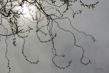 Wispy Tree Branches