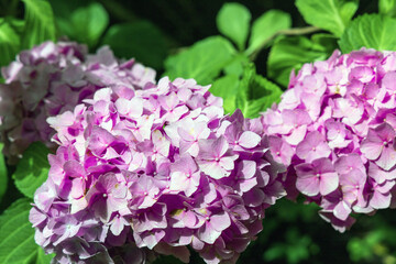 Vibrant Pink Hydrangea Blooms Gracefully Amongst Lush Greenery and Natural Beauty