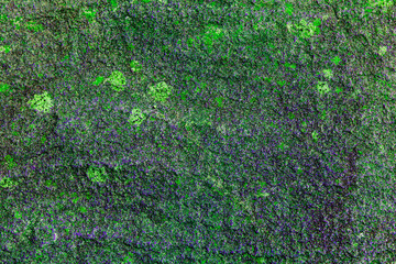 A beautiful Textured Green Abstract Background that features mesmerizing Patterns throughout