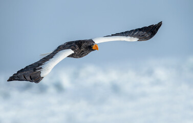 The Steller's sea eagle is a large sea eagle in the family Accipitridae. It is a robust eagle with dark brown plumage, white wings and tail, a yellow beak, and yellow talons.