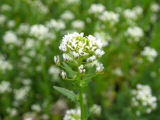 Closeup of hoary cress, whitetop flowers, Boulder, Colorado