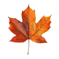 Obraz premium Autumn Maple Leaf Red Orange Fall Foliage Nature Photography Isolated Leaf