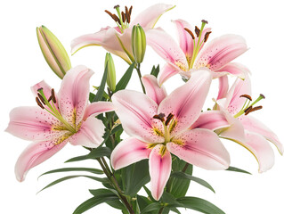 Isolated Grouping of Pink Lily Flowers and Leaves