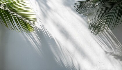 palm tree leaves palm leaves natural shadow overlay isolated on white textured wall background for product presentation backdrop and mockup