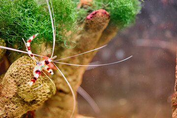 Colorful Coral Reef Scene Featuring a Banded Coral Shrimp and Green Algae