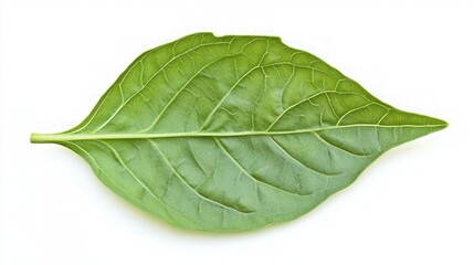 Obraz premium Fresh Green Leaf on White Background for Nature and Food Themes