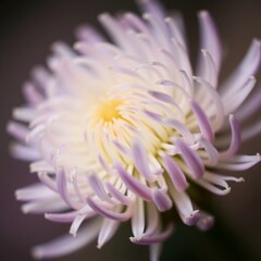 Obraz premium A macro photograph of an allium flower, emphasizing its intricate details and textures with a shallow depth of field, its soft, pastel-colored petals radiating a charming and cute appeal