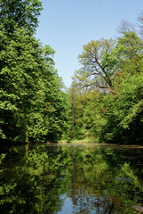 Serene Forest Pond Reflecting Greenery Under a Clear Sky