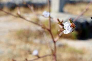Close-Up of Delicate White Flower on a Blurred Nature Background