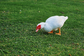White Duck Grazing on Green Grass Under Natural Light at a Park