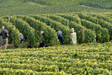 Seasonal workers harvesting ripe chardonnay wine grapes on Cote des Blancs, harvest on green grand...