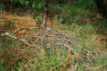 Natural Forest Floor With Fallen Branches and Green Vegetation
