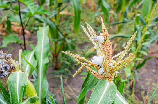 A corn plant affected by the fungus Ustilago maydis