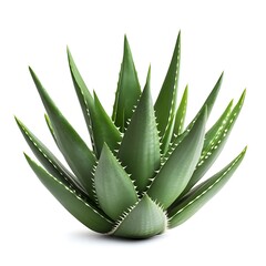 Fototapeta premium aloe vera plant isolated on white background