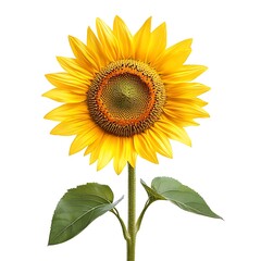 Obraz premium sunflower isolated on white background