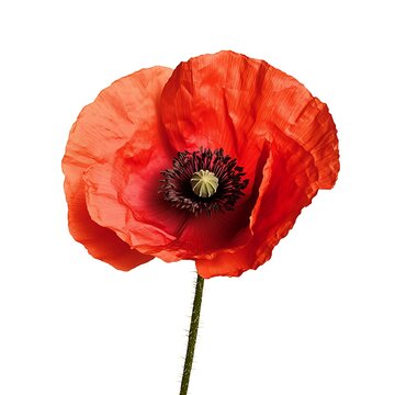 Poppy On White Images – Browse 295,576 Stock Photos, Vectors, and Video ...