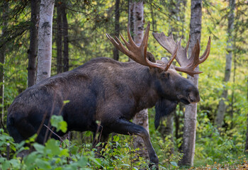 Large bull moose coming out of a forest