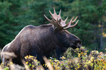 Young bull moose in Alaska in the brush
