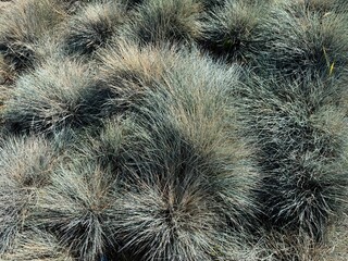 Festuca glauca blue oat grass garden decoration. Autumn colors of Blue Fescue spiky leaves. Powder blue grass background. Ornamental grass 'Elijah Blue' - soft festuca ovina, ball fescue. Close-up.
