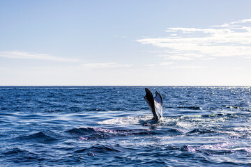 Observación de Ballenas en Baja California Sur