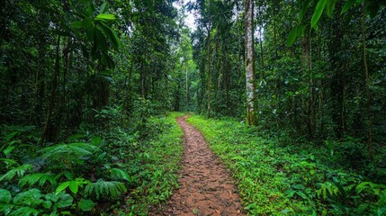 Fototapeta premium Serene Pathway Through Lush Green Tropical Rainforest Landscape