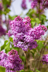 Close-up of vibrant purple lilac flowers in full bloom on a sunny spring day, surrounded by green leaves and soft blurred background. Beauty and freshness of nature in a garden setting