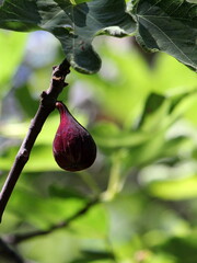 Fig on Tree