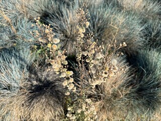 Erigeron bonariensis white fluffy flowers. Butterweed, Conyza canadensis, Canadian horsetail, flax-leaf fleabane, wavy-leaf, Argentine fleabane, hairy horseweed, asthma weed and hairy fleabane.
