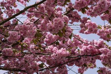 Obraz premium Beautiful blooming cherry blossom tree branches with delicate pink flowers under a clear blue sky on a sunny spring day. Beauty of nature and the renewal of life in the season of growth