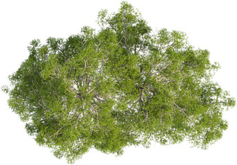 Obraz premium Top view of pinus tree