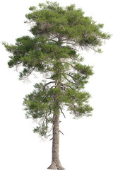 Side view of pinus tree
